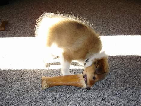 Shetland sheepdog Simba - Simba´s førstge tyggeben, han har det endnu billede 4