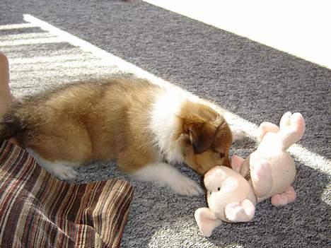 Shetland sheepdog Simba billede 5