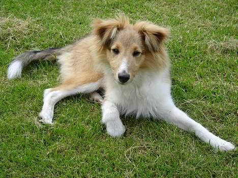 Shetland sheepdog Simba - for lange ben, for lidt pels, ja så er man altså ikke så pæn billede 6