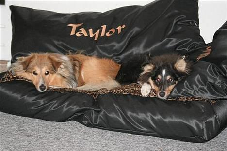 Shetland sheepdog Simba billede 7