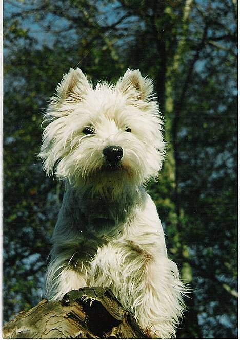 West highland white terrier sisse *død* † billede 1