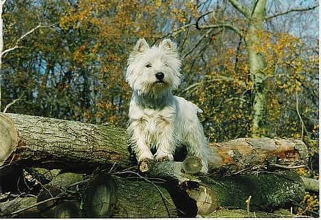 West highland white terrier sisse *død* † billede 2