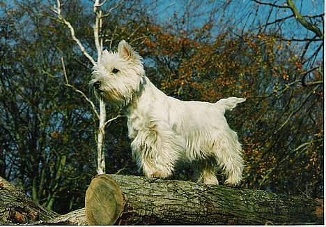 West highland white terrier sisse *død* † billede 3