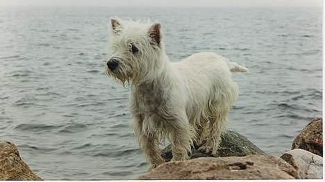 West highland white terrier sisse *død* † billede 4