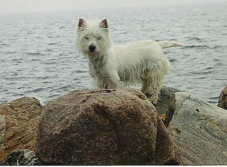 West highland white terrier sisse *død* † billede 5