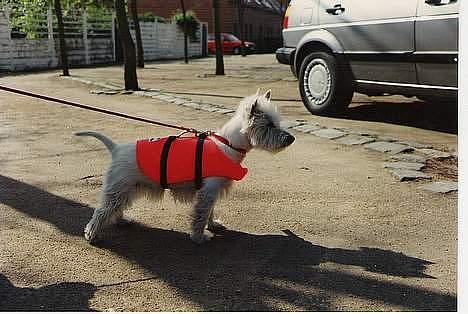West highland white terrier sisse *død* † billede 6