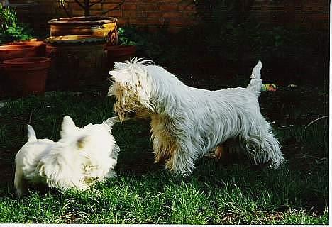 West highland white terrier sisse *død* † - sisse og hendes to hvalpe billede 7