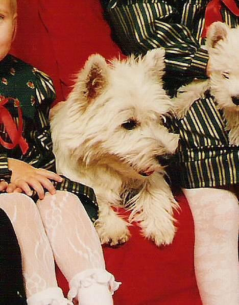 West highland white terrier sisse *død* † - sisse og fie billede 8