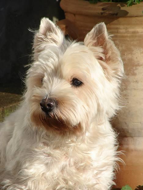West highland white terrier fie  RIP † billede 1