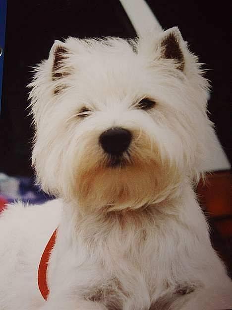 West highland white terrier fie  RIP † billede 2