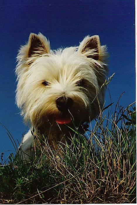 West highland white terrier fie  RIP † billede 3