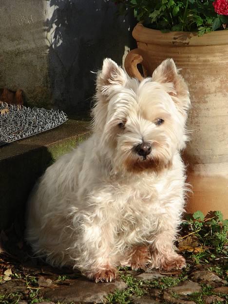 West highland white terrier fie  RIP † billede 5