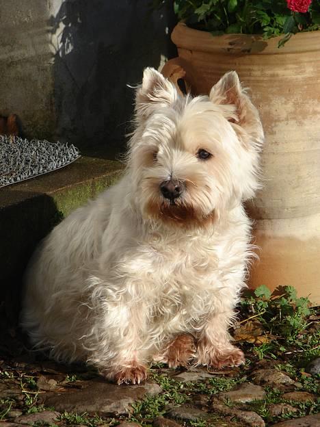 West highland white terrier fie  RIP † billede 6
