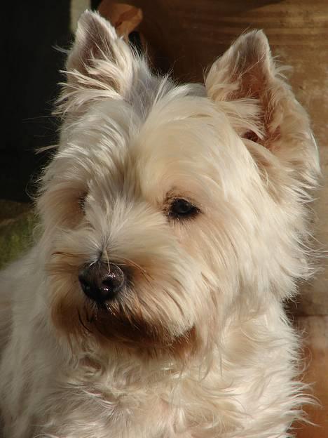 West highland white terrier fie  RIP † billede 7