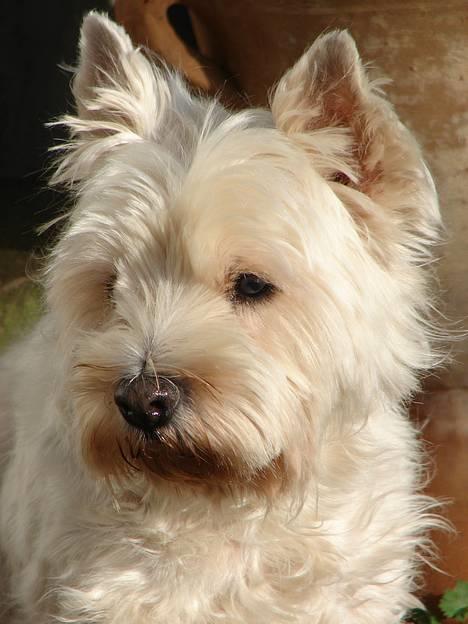 West highland white terrier fie  RIP † billede 8