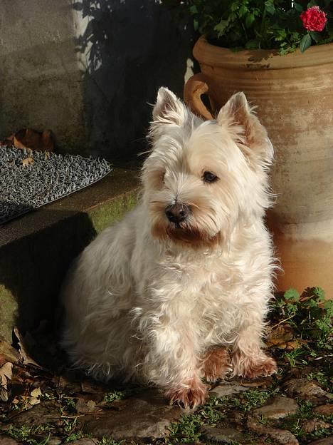 West highland white terrier fie  RIP † billede 9