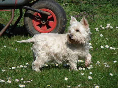 West highland white terrier fie  RIP † billede 10