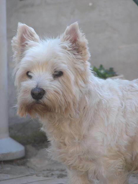 West highland white terrier fie  RIP † billede 11