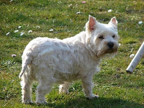 West highland white terrier fie  RIP † billede 12