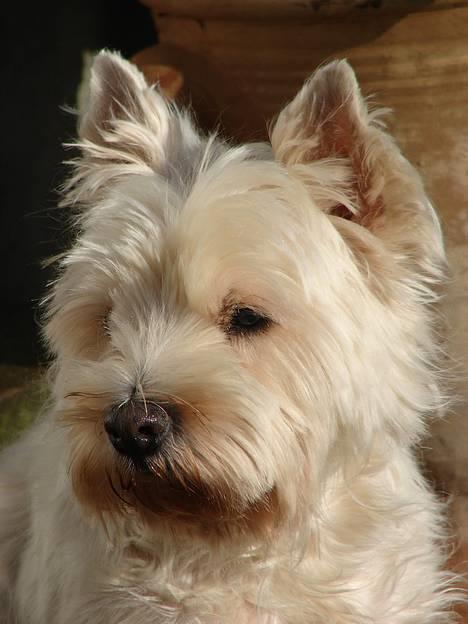 West highland white terrier fie  RIP † billede 13