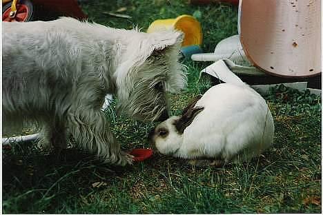 West highland white terrier fie  RIP † billede 14
