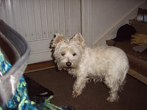West highland white terrier fie  RIP † billede 15