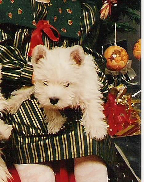 West highland white terrier fie  RIP † billede 16