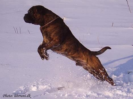 Bullmastiff Librrani's Astrox - Så meget elsker jeg sne... og jeg springer som en Puma... tjuuuuhuuuuu billede 8
