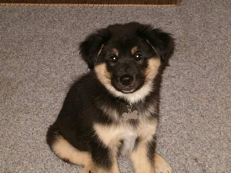 Blanding af racer ~¤~Qato~¤~ - Nu er han blevet 11 uger og bliver sødere og sødere..... billede 7