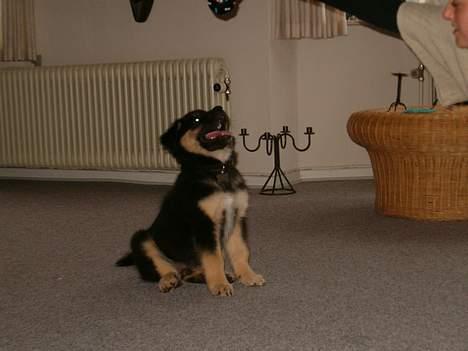 Blanding af racer ~¤~Qato~¤~ - lærenem er han oz.... Sit Qato! DYGTIGGGG billede 8