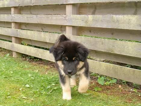 Blanding af racer ~¤~Qato~¤~ - så er vi ude og udforske verdenen...Og den er faktisk enorm stor og lidt farlig... Syntes Qato! billede 9