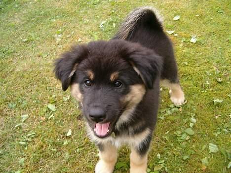 Blanding af racer ~¤~Qato~¤~ - den dejlige vaps :-) billede 10