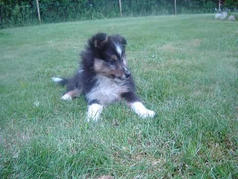 Shetland sheepdog Taylor - Taylor i haven billede 1