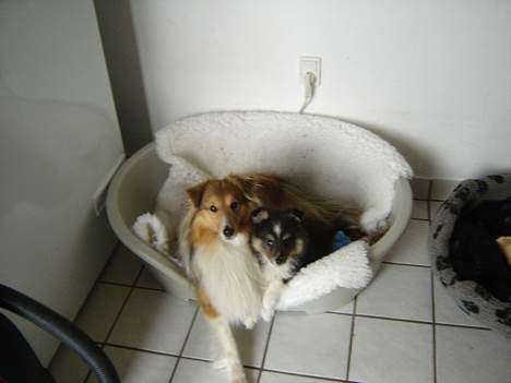 Shetland sheepdog Taylor - og jeg flytter mig ikke billede 2