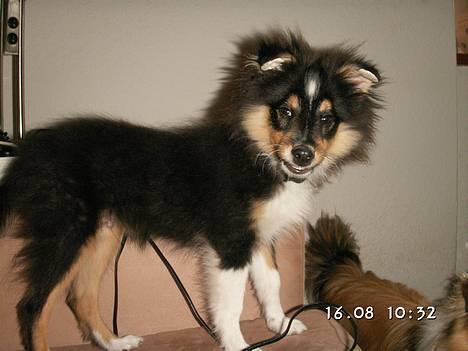 Shetland sheepdog Taylor - Det her er så hvad jeg laver 90% af min vågne tid billede 3