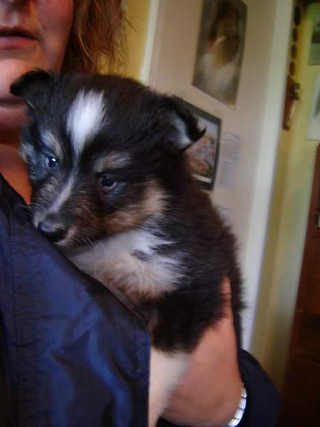Shetland sheepdog Taylor - Taylor 4 uger gammel! billede 4