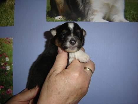 Shetland sheepdog Taylor - Taylor 2 uger gammel billede 5