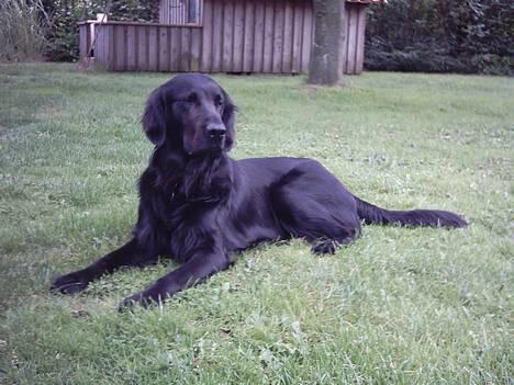 Flat coated retriever Snoppi billede 2