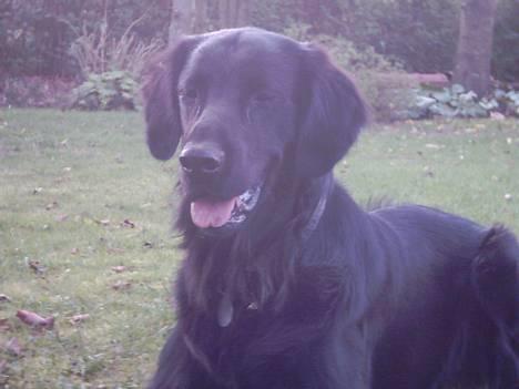Flat coated retriever Snoppi billede 3