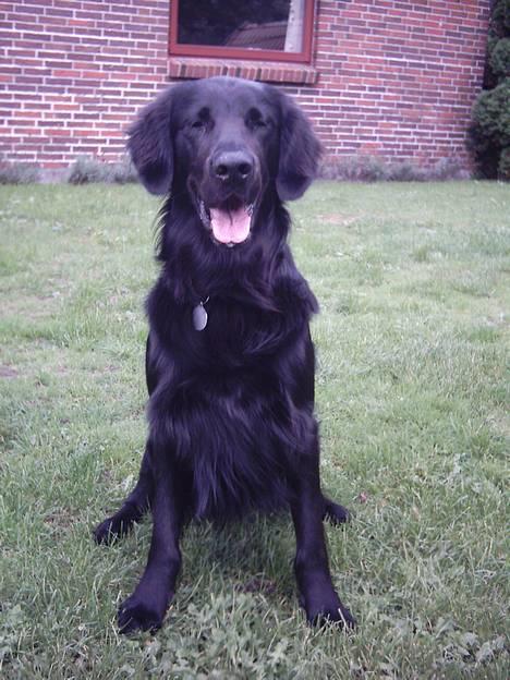 Flat coated retriever Snoppi billede 4