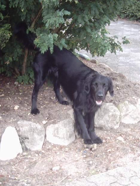 Flat coated retriever Snoppi billede 5