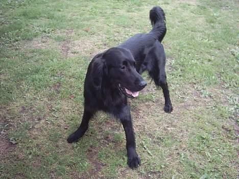 Flat coated retriever Snoppi billede 6