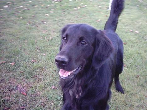 Flat coated retriever Snoppi billede 7