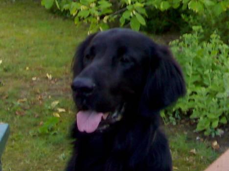 Flat coated retriever Snoppi billede 8