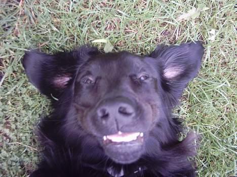 Flat coated retriever Snoppi billede 9