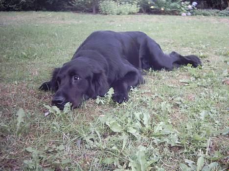 Flat coated retriever Snoppi billede 10