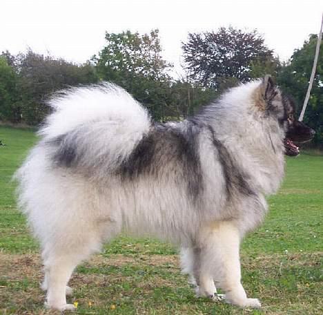 Keeshond Keeshos Arthur - Arthur som han ser ud når han, skal til udstilling billede 1