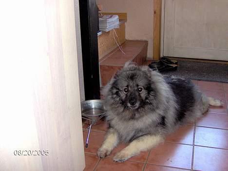 Keeshond Keeshos Arthur - nyder det foran vandskålen billede 2