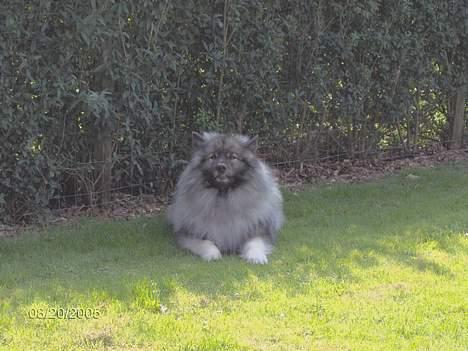 Keeshond Keeshos Arthur - Arthur nyder sommeren billede 3