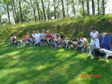 Keeshond Keeshos Arthur - Til udstilling med hele min hundefamilie billede 4